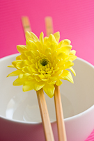 still life collection